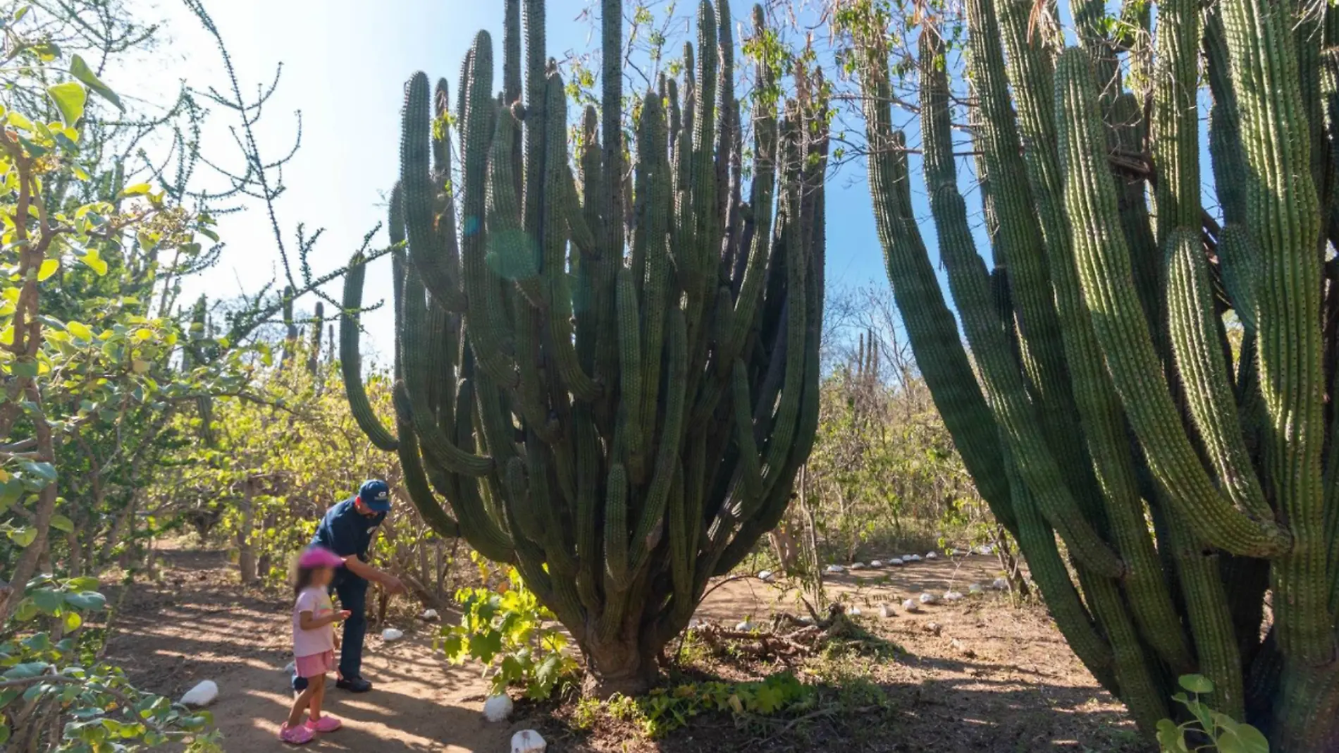 quien fundo el santuario de los cactus